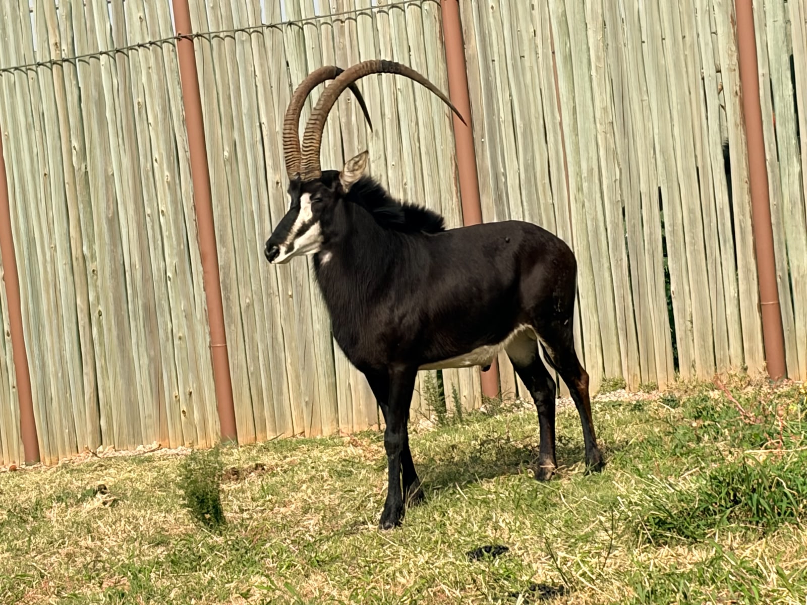 48" Sable bull